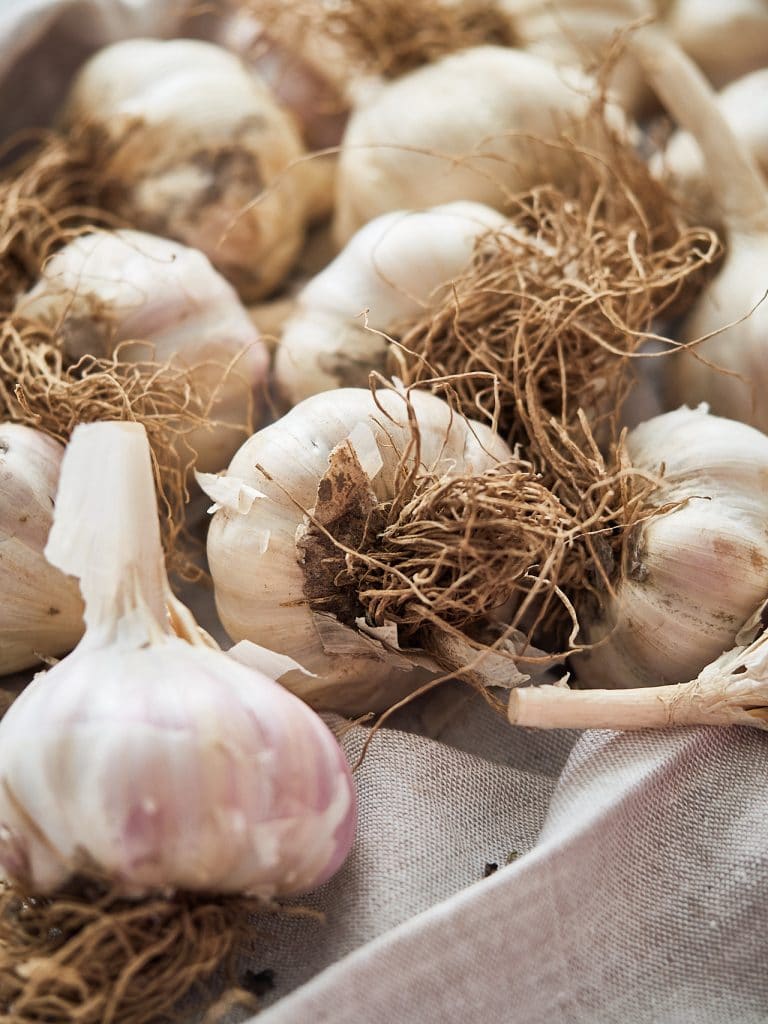 General Information about Garlic