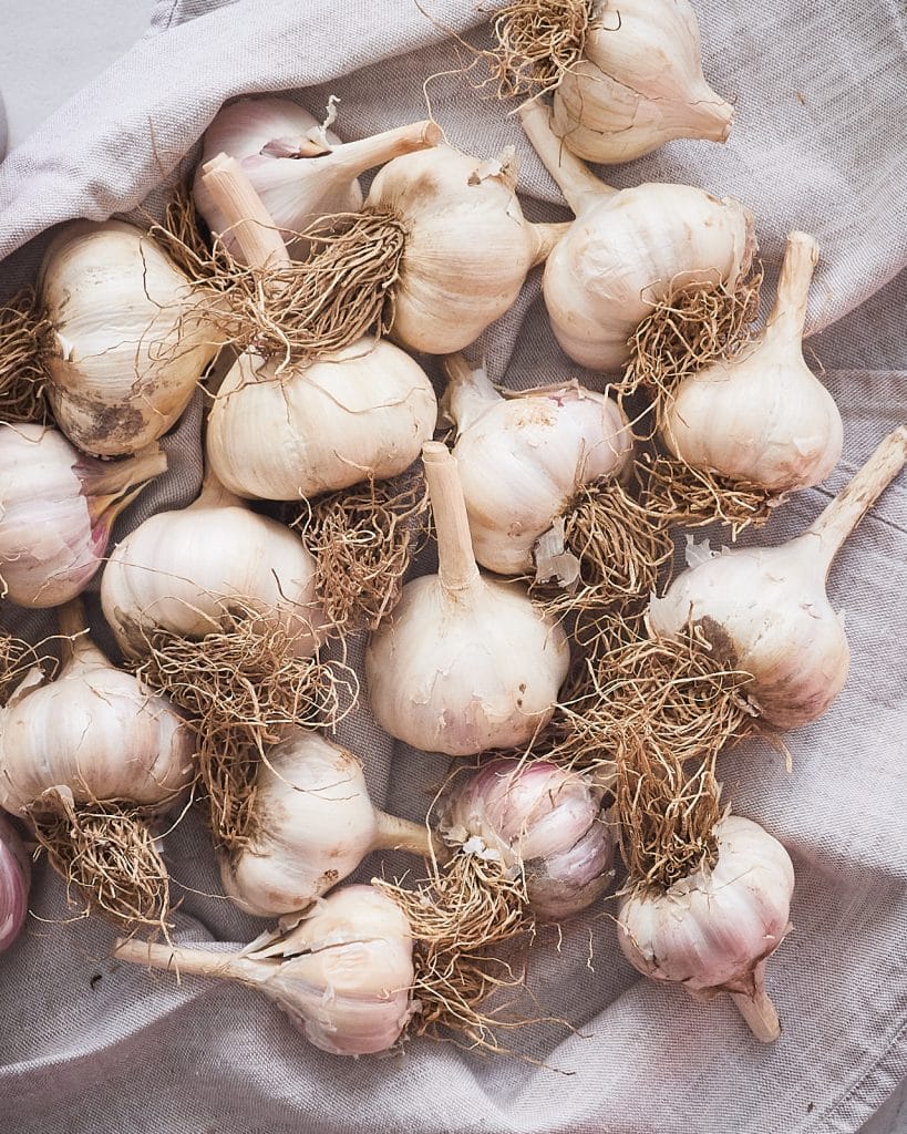 Useful Garlic Information